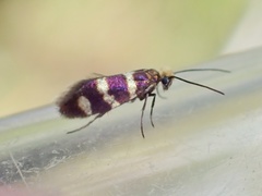 Micropterix aureatella