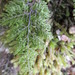 Hymenophyllum polyanthon - Photo (c) Katy Johns, some rights reserved (CC BY-NC), uploaded by Katy Johns