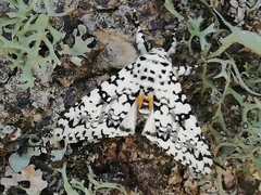 Lichnoptera decora