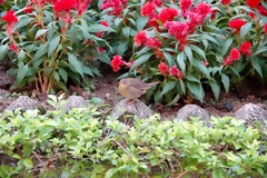 Helopsaltes ochotensis