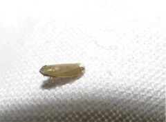 Arthaldeus