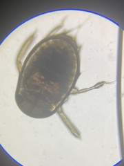 Corixoidea