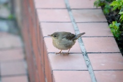 Helopsaltes ochotensis