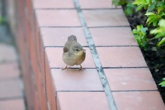 Helopsaltes ochotensis