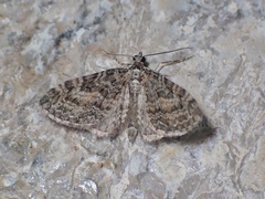 Eupithecia lariciata