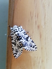 Lichnoptera decora