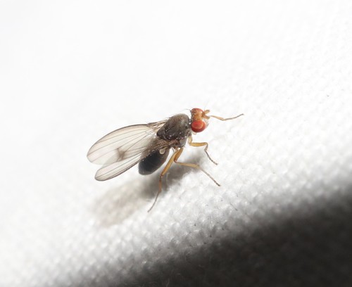 Diastata vagans