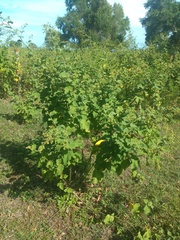 Sidastrum micranthum