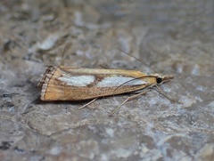 Catoptria conchella