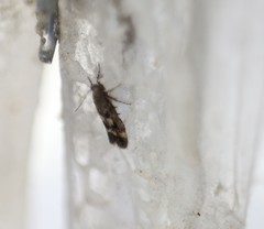 Caryocolum