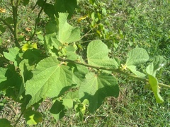 Sidastrum micranthum