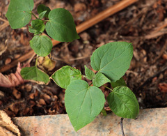 Catalpa × erubescens