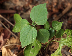 Catalpa × erubescens