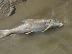 Catostomus latipinnis