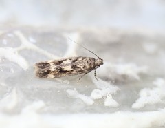 Caryocolum
