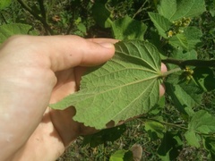 Sidastrum micranthum