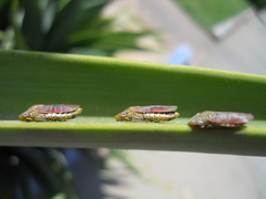 Homalodisca liturata
