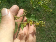 Sidastrum micranthum