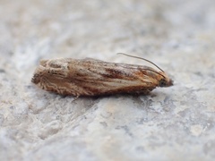 Eucosma cana