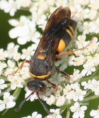 Nysson plagiatus