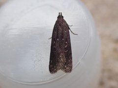 Neofaculta infernella