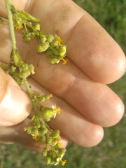 Sidastrum micranthum