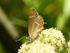 Satyrium prunoides