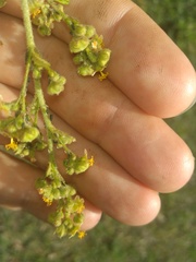 Sidastrum micranthum