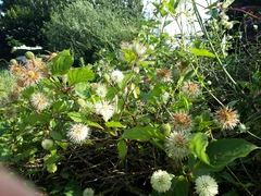 Cephalanthus