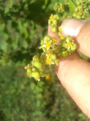 Sidastrum micranthum