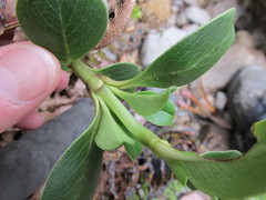 Coprosma serrulata