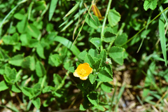 Sida rhombifolia insularis