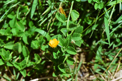 Sida rhombifolia insularis