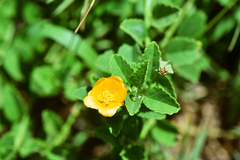 Sida rhombifolia insularis
