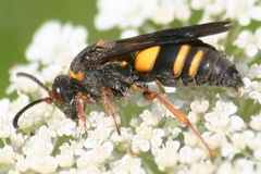 Nysson plagiatus
