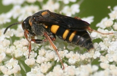 Nysson plagiatus