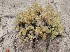 Cladonia verticillaris