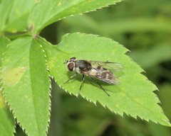 Leucozona laternaria