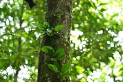 Bulbophyllum macraei