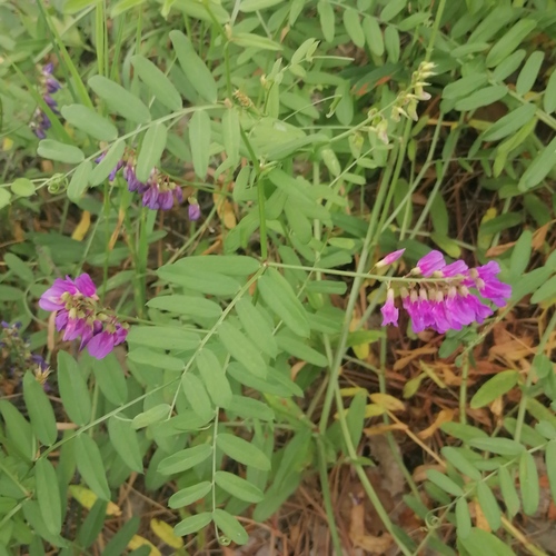 lovely vetch