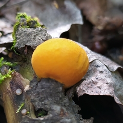 Lycoperdon flavotinctum