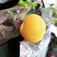 Lycoperdon flavotinctum