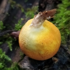 Lycoperdon flavotinctum