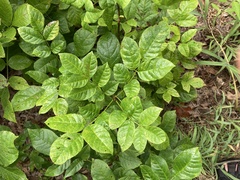 Fraxinus quadrangulata