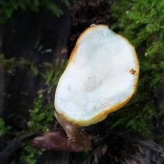 Lycoperdon flavotinctum