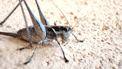 Antaxius spinibrachius