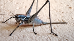 Antaxius spinibrachius