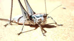 Antaxius spinibrachius