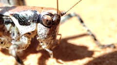 Antaxius spinibrachius