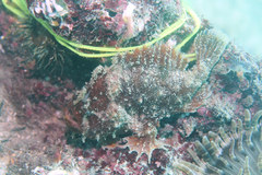 Abantennarius nummifer